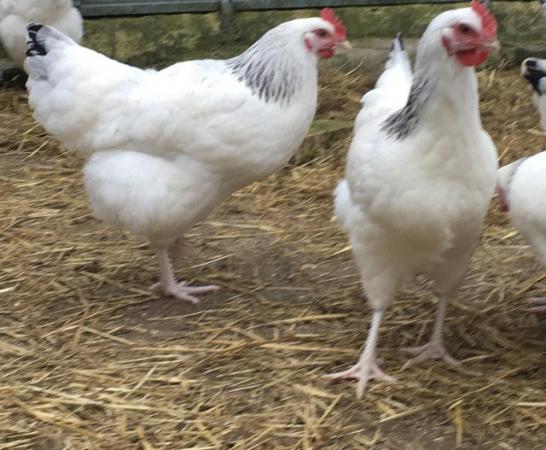 Image 1 of Sussex pullets, ideal free range layers