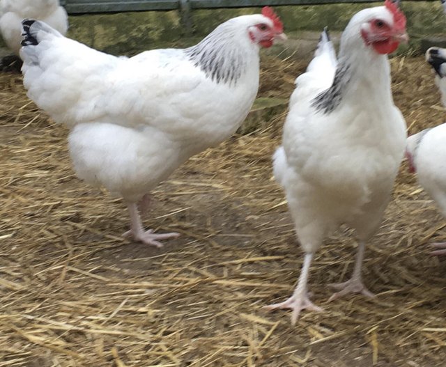 Preview of the first image of Sussex pullets, ideal free range layers.