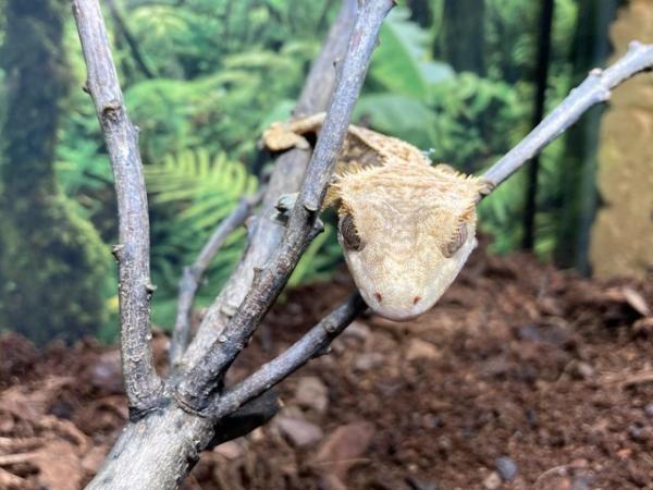 Image 3 of *ON HOLD* Unsexed juvenile extreme harlequin crested gecko