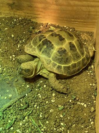 Image 4 of 5 year old female Horsefield tortoise