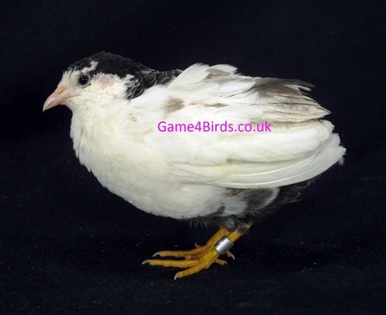 Image 1 of RARE COLOURS CHINESE PAINTED QUAIL QUAIL HATCHING EGGS