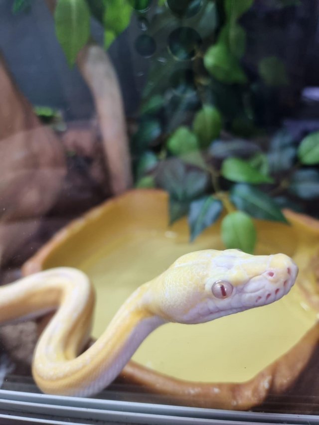Preview of the first image of Cb22 white albino motley marble sunfire tiger.