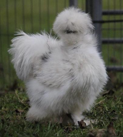 Image 3 of Silkie hatching eggs mixed colours