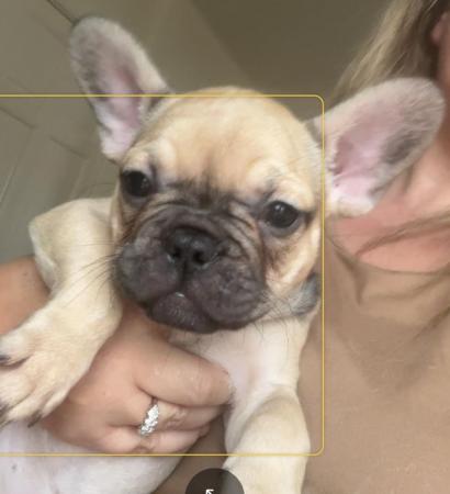 Image 4 of 9 week old French bulldog puppy's