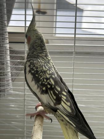 Image 5 of 1 year old female cockatiel for sale