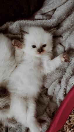 Image 10 of Beautiful ragdoll kittens for sale