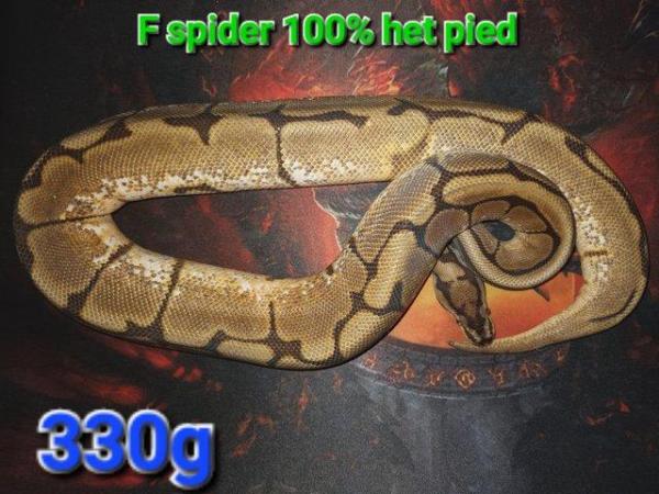 Image 4 of Ball pythons at great prices, from £40 upwards