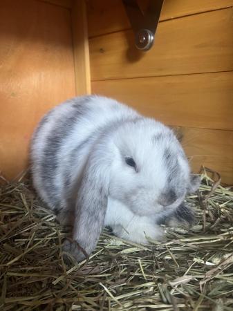 Image 3 of Two female lop rabbits for rehoming