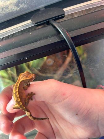 Image 4 of 1-3 month old baby crested gecko