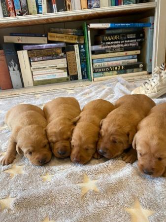 Image 1 of Beautiful Red KC Registered Labrador Puppies for Sale