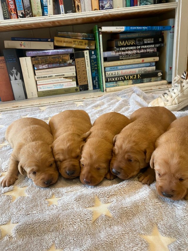 Preview of the first image of Beautiful Red KC Registered Labrador Puppies for Sale.