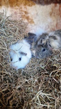 Image 5 of 2 stunning bonded  year old boar guineapig