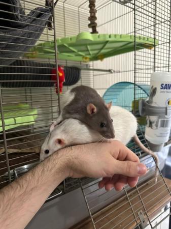 Image 15 of 2 Male Rats (10 months old)