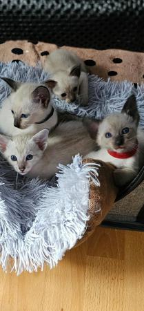 Image 4 of Exceptionally beautiful and silky soft GCCF siamese kittens