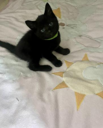 Image 12 of 1 male kitten available ready 21st june