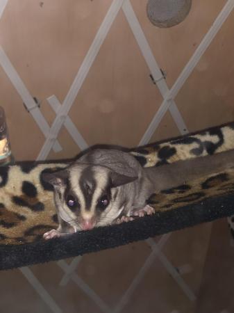 Image 3 of 7/8 month old male sugar glider and set up