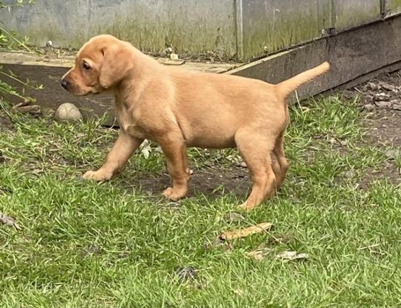 Image 14 of KC Registered Red Labrador Puppies