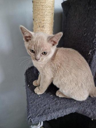 Image 10 of blue and lilac Burmese boys Kittens for sale