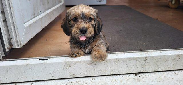 Image 8 of Teckle/sausage dog puppies