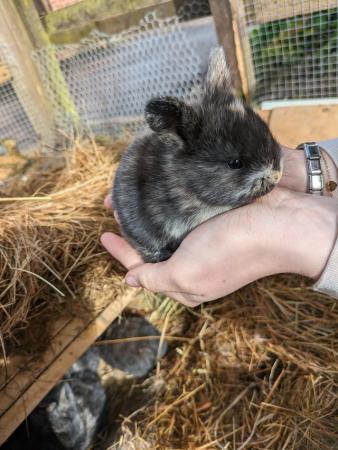Image 4 of Mini lop baby bunnies for sale