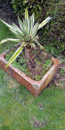 Image 2 of Very old brown Stoneware sink/garden trough
