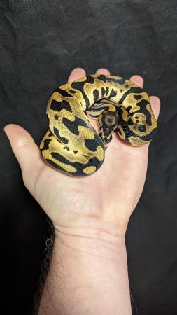 Image 21 of Reduced royal python morphs hatchlings and adults