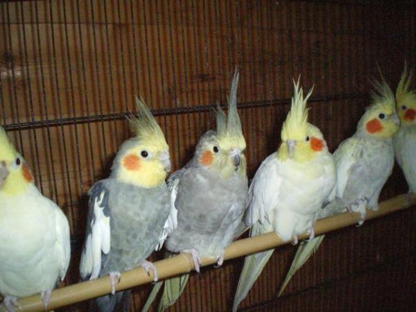 Image 4 of COCKATIELS  PAIR £120 HEALTHY BIRDS