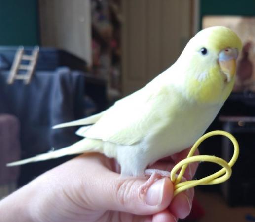 Image 10 of Hand reared silly tame baby budgie for sale