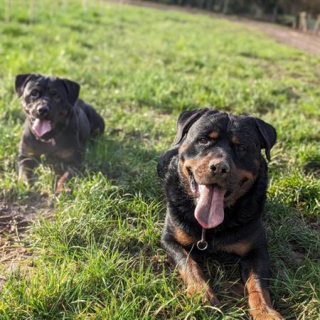 Image 4 of Outstanding chunky rottweiler puppys