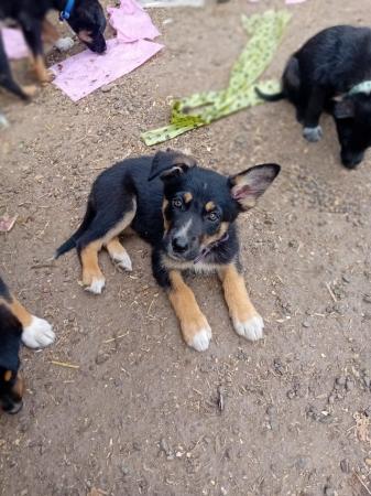 Image 10 of Lovely shollie puppies looking for new homes