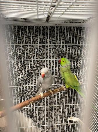Image 5 of Pair of Indian ring neck pair bonded with cage and food