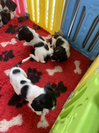 Image 11 of Ready now 4 left!  Springer spaniel puppies