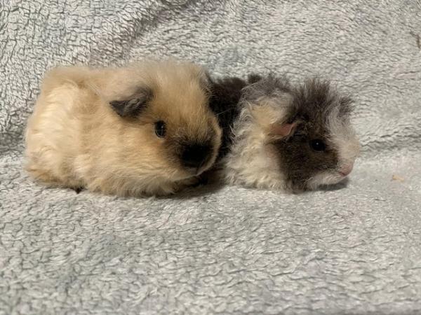 Image 3 of Male Guinea pigs for sale