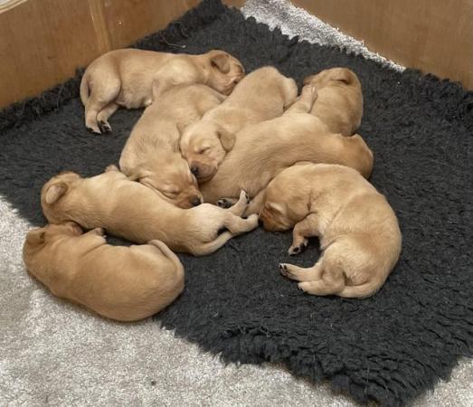 Image 4 of Kc health tested Labrador puppies