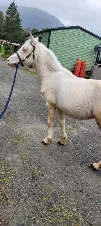 Image 2 of Beautiful cremello section c colt