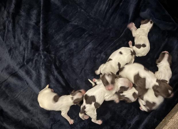 Image 3 of Springer Spaniel KC Registered Puppies Litter of 10