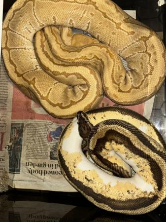 Image 3 of Whole collection of ball pythons for sale