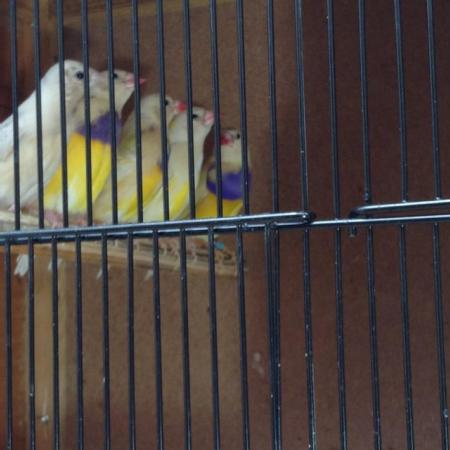 Image 4 of Gouldian Chicks -11 months old