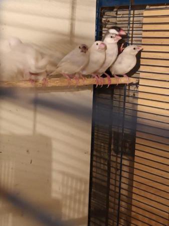 Image 5 of Java sparrows for sale. Whites £20. Normal £15