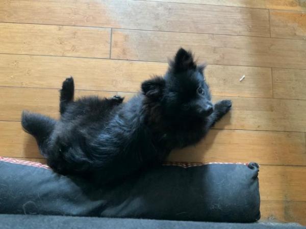 Image 7 of Black Female Pomeranian Puppy KC registered ready to leave