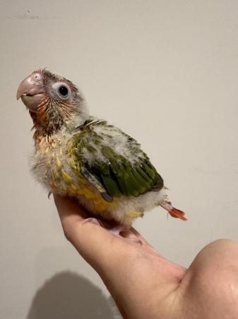 Image 1 of Hand Reared Baby Yellow Sided Pineapple Conures