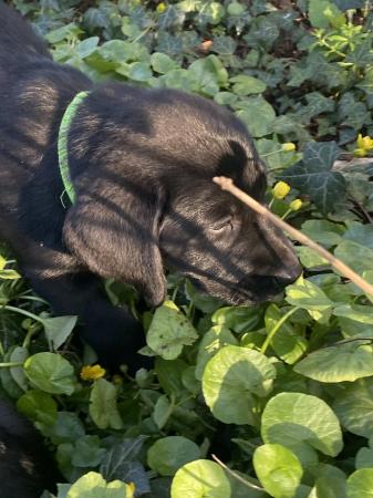 Image 10 of Stunning Black Labrador Retriever Puppies