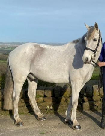Image 2 of Frodo 15hh Welsh pony x allrounder