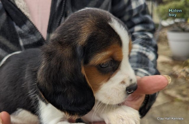 Image 33 of Quality, F1, Beaglier puppies, ready soon.