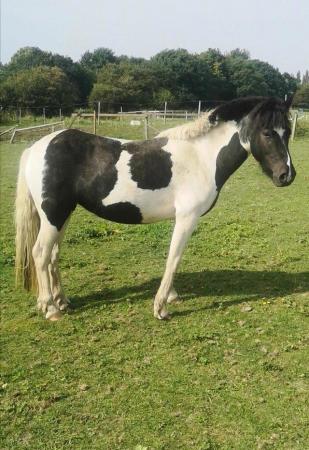 Image 3 of Beautiful coloured mare lots of potential
