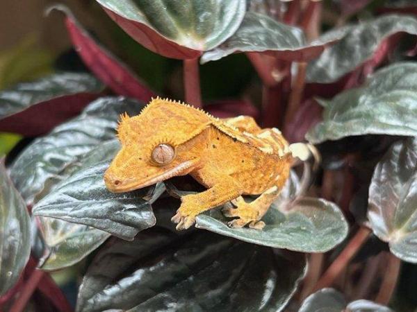 Image 6 of Crested Geckos At The Marp Centre June