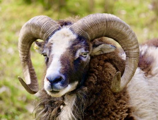Preview of the first image of Proven Soay Ram with magnificent, ususual colouring.