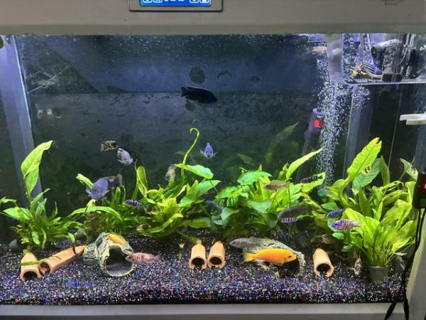 Image 4 of African cichlids a mixture off colours