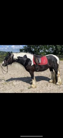 Image 2 of Lovely 14hh 5yo cob mare