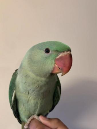 Image 3 of HAND REARED SUPER SILLY TAMED & TALKATIVE ALEXANDRINE BABY